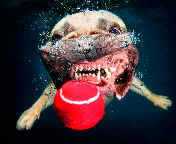underwater-dogs-seth-casteel-10
