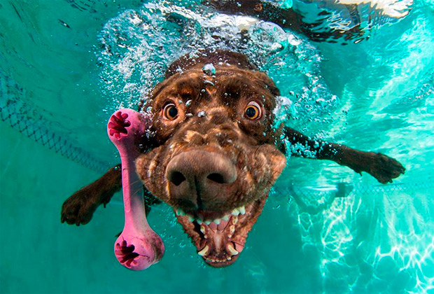 underwater-dogs-seth-casteel