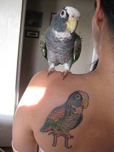 pet-tattoo26