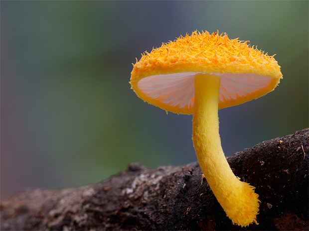 La increíble belleza y diversidad de los hongos más raros del mundo, en la fotografía de Steve Axford
