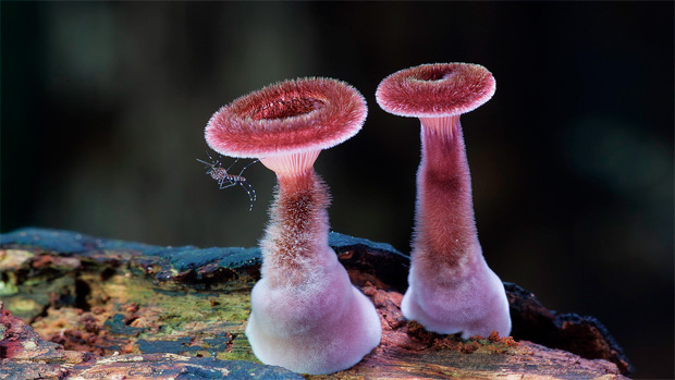 fotografia-setas-hongos-steve-axford-2