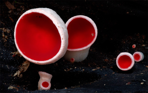 fotografia-setas-hongos-steve-axford-4