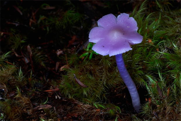 fotografia-setas-hongos-steve-axford-7