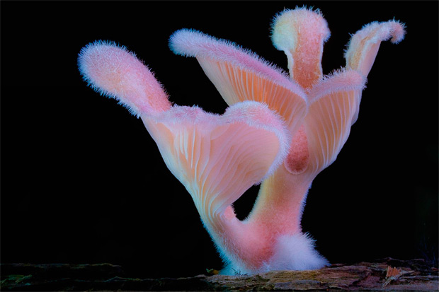 fotografia-setas-hongos-steve-axford-9