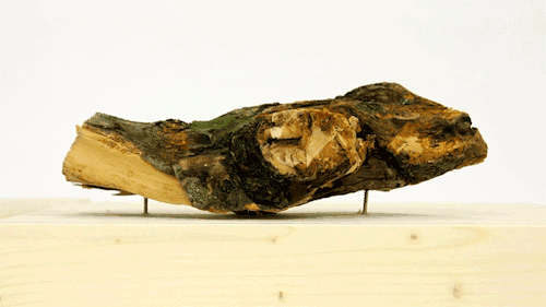 ¿Cómo se ve un cámara o un tronco si los vas desgastando capa por capa?