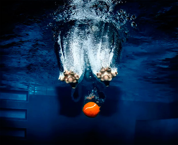 underwater-dogs-seth-casteel-14