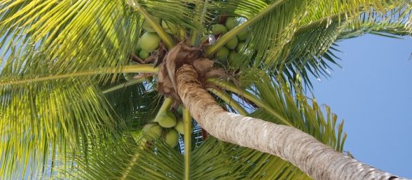 Utilizan coco en la fabricación de coches