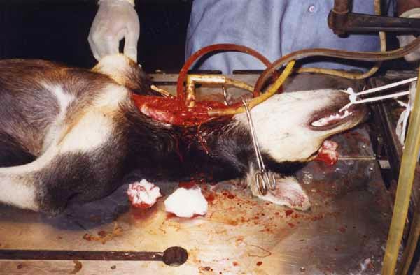 Fumar te hace cómplice de la tortura animal