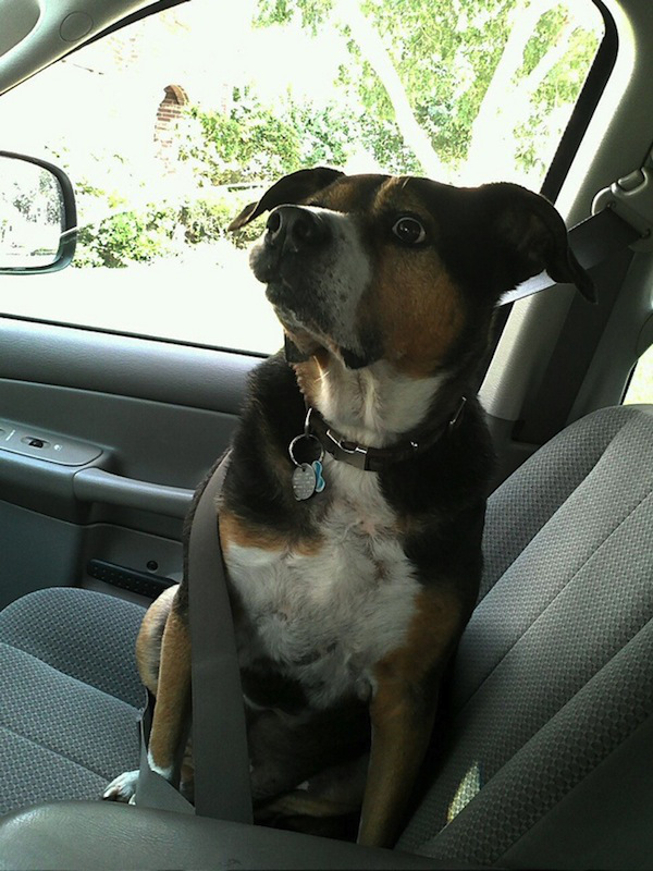 Perros aterrorizados en el veterinario