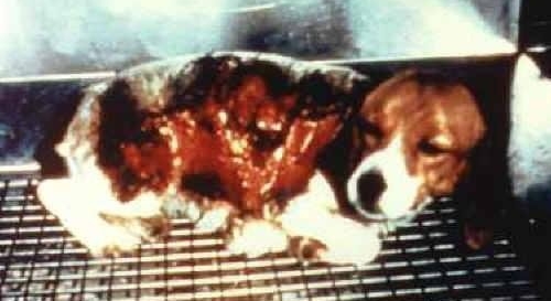 UrOPeFRxPgcbcOP-556x313-noPad