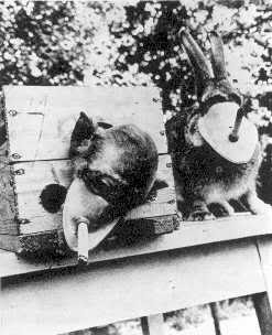 experimentos.en.animales.conejos.cigarros.tabacaleras.nicotina.empresas.sufrimiento.tortura.viviseccion