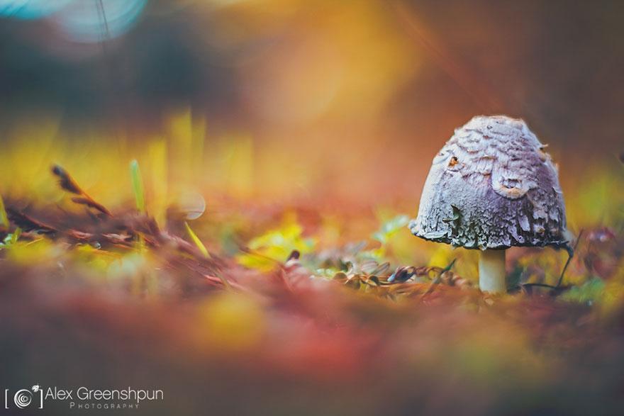 xautumn-photography-alex-greenshpun-10.jpg.pagespeed.ic.F_FbjR6jA7