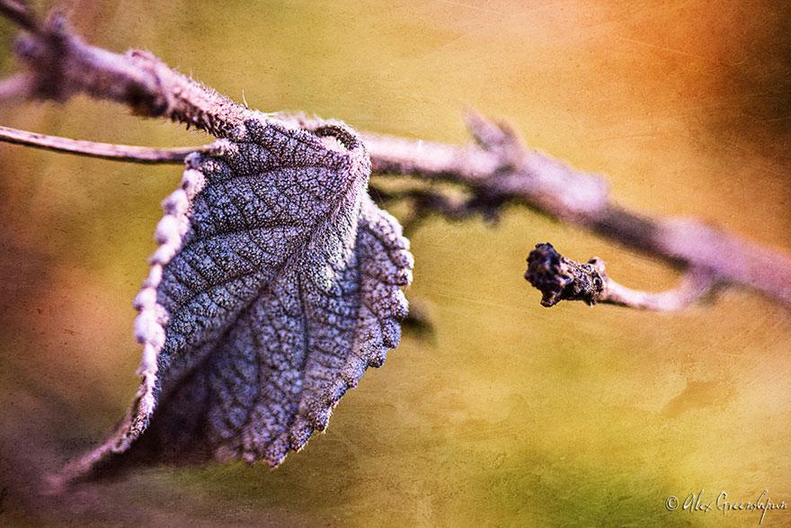 xautumn-photography-alex-greenshpun-16.jpg.pagespeed.ic.BtMpWsR6O-