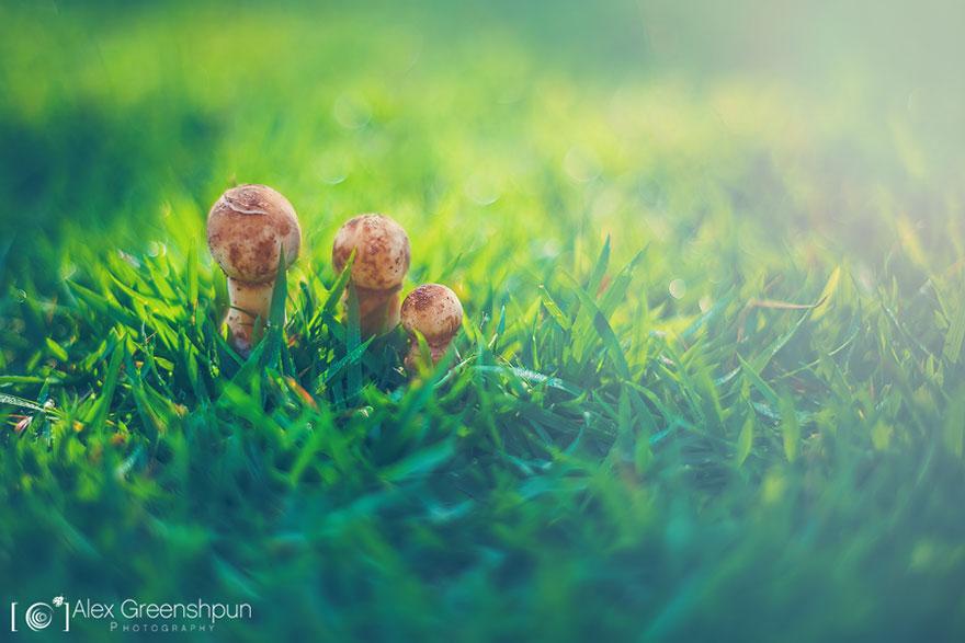 xautumn-photography-alex-greenshpun-9.jpg.pagespeed.ic.BdVCJgrZfT