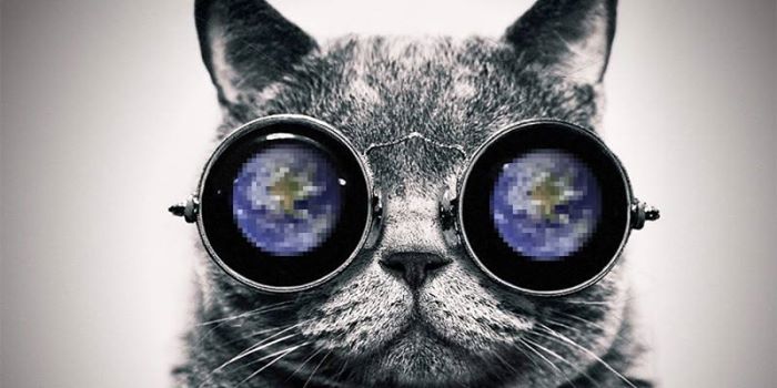 Así ven los gatos el mundo