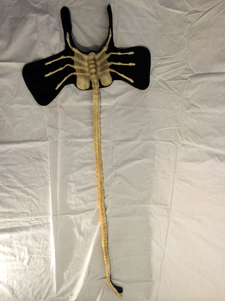 Correa de Alien para perros