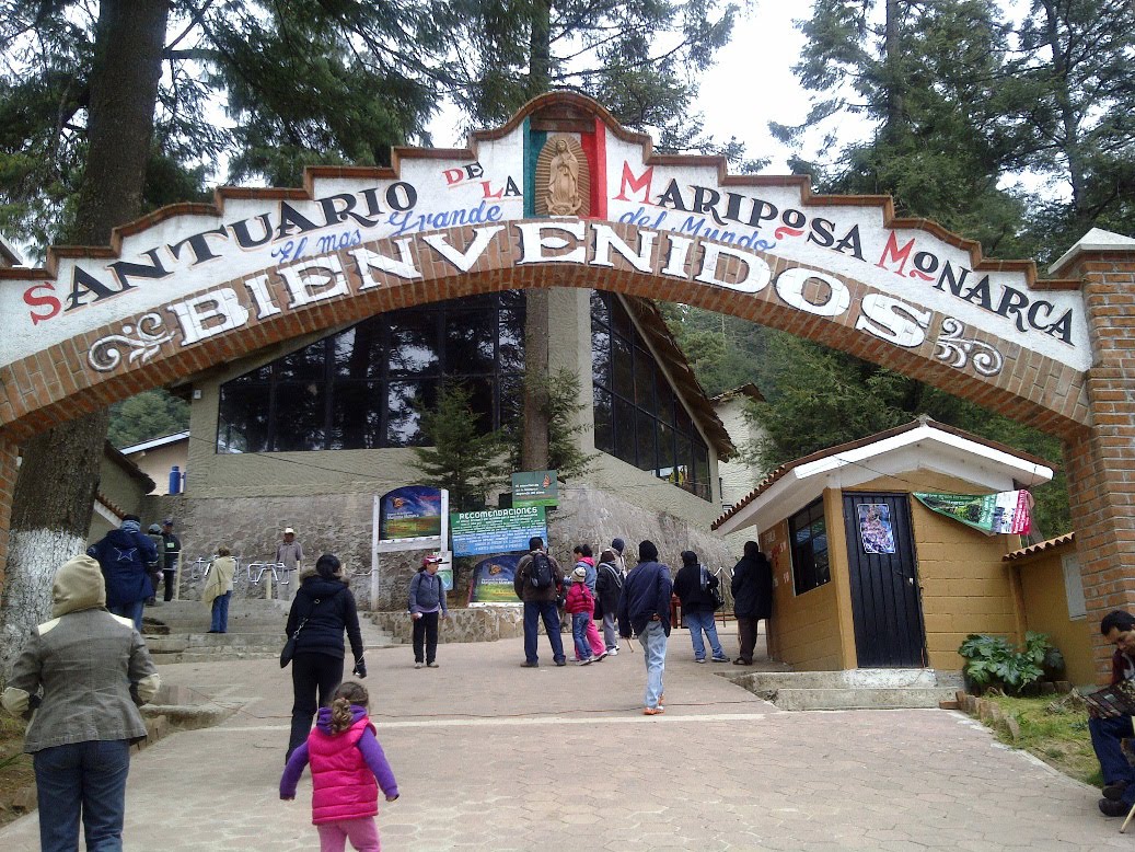 01 Mariposas Monarca Ocampo Michoacan Mexico
