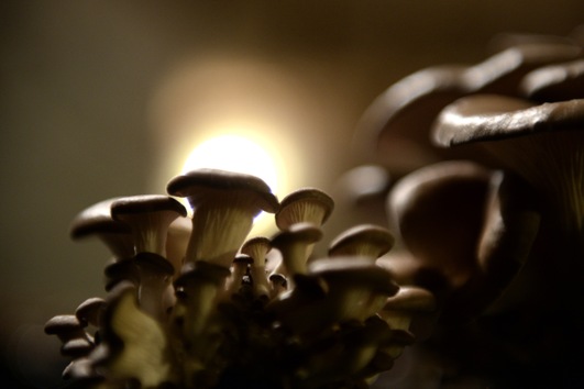 7695e0ce0c865bcf2ea2fd8bc8e85ad7_article