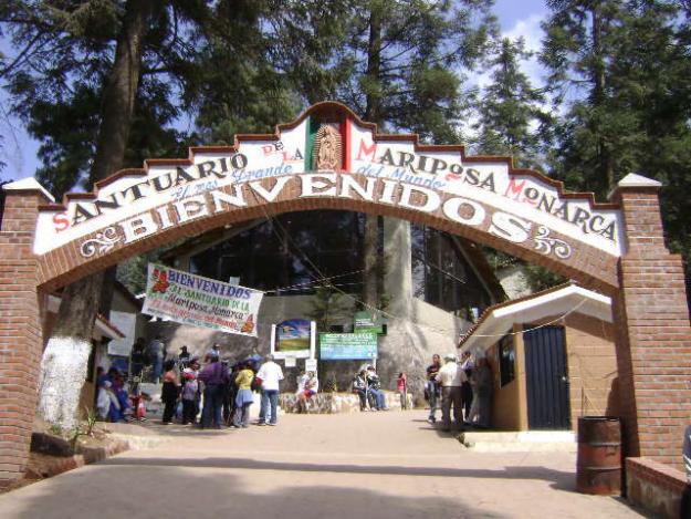 Mariposas Monarca, la migración más espectacular del planeta