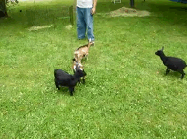 "The Gifys" Vota por los Mejores Gifs del año