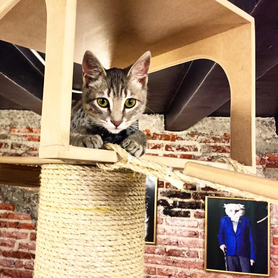 Cat Café de América Latina
